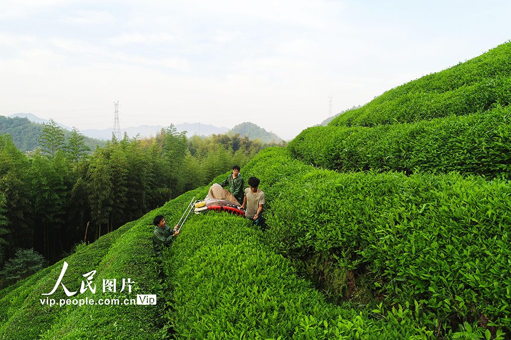 杭州：生態(tài)茶 俏海外【5】