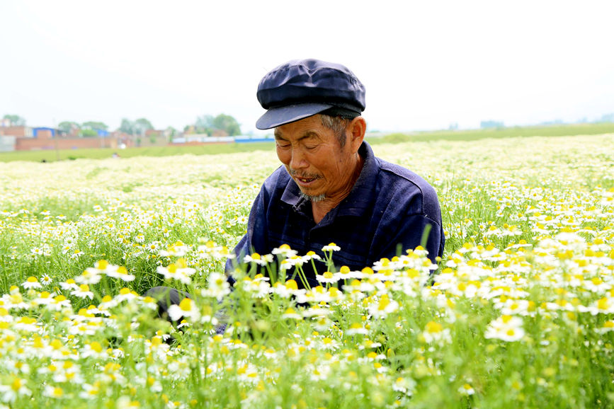  群眾在采摘洋甘菊?？导t軍攝