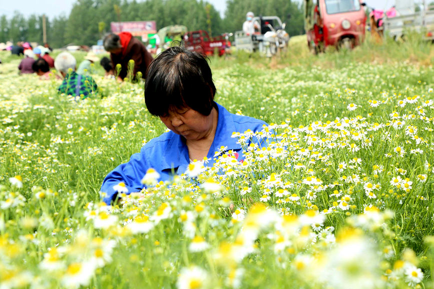  群眾在采摘洋甘菊?？导t軍攝