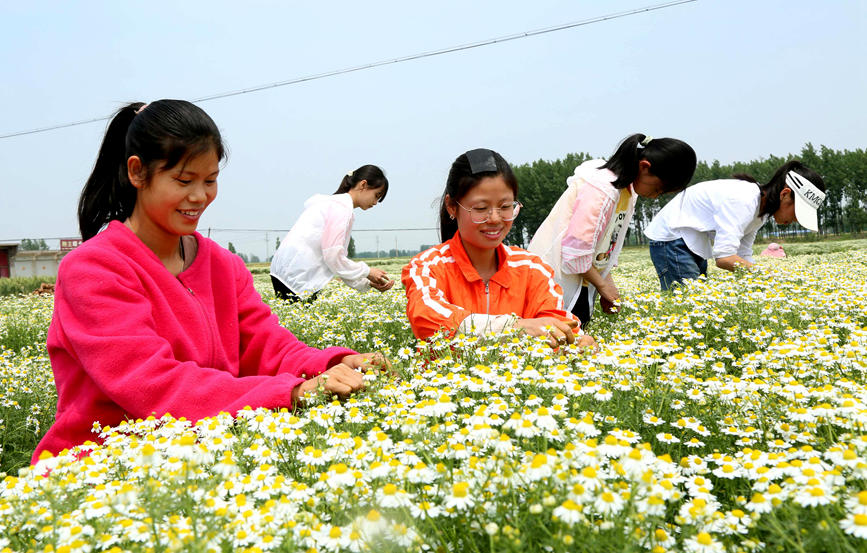  群眾在采摘洋甘菊?？导t軍攝