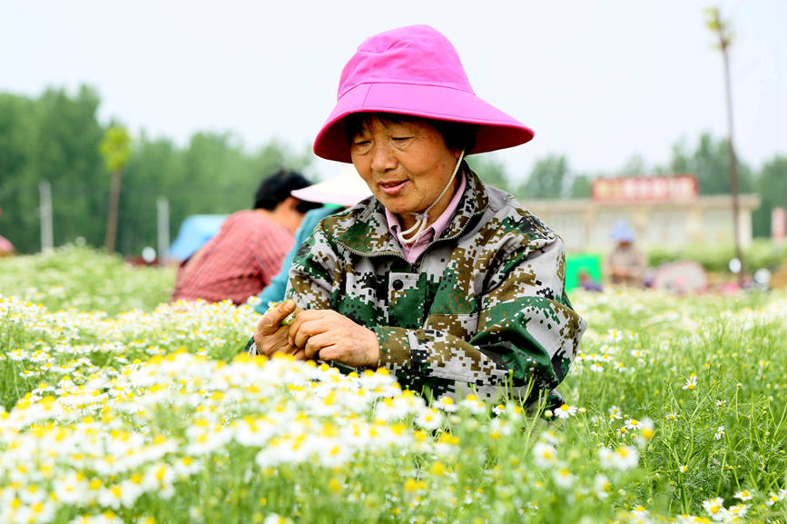  群眾在采摘洋甘菊?？导t軍攝