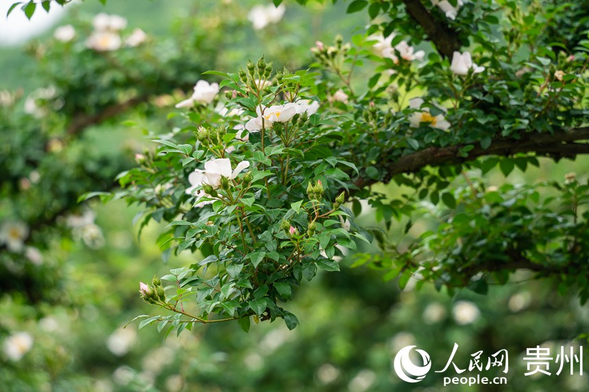 大壩村金刺梨種植基地內(nèi)盛開的刺梨花。人民網(wǎng) 涂敏攝