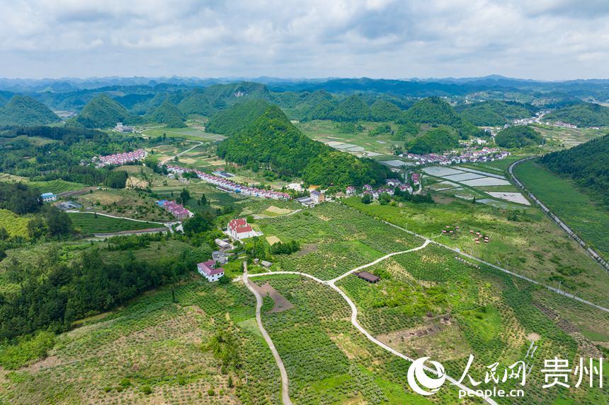 航拍大壩村金刺梨種植基地。人民網(wǎng) 涂敏攝