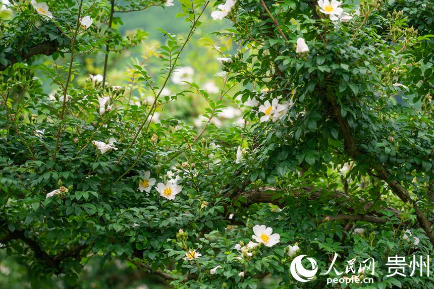 金刺梨種植基地內(nèi)，刺梨花在枝頭迎風(fēng)搖曳。人民網(wǎng) 涂敏攝