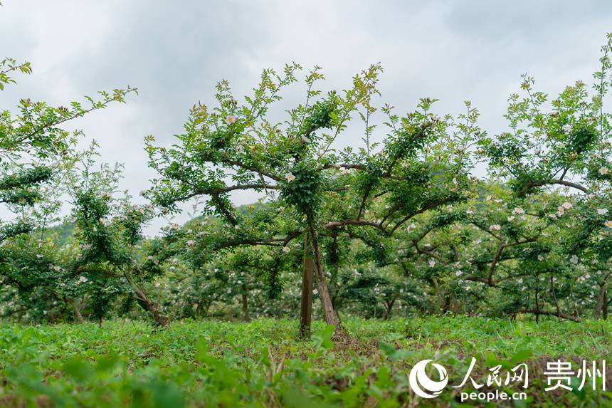 大壩村金刺梨種植基地內(nèi)的刺梨樹。人民網(wǎng) 涂敏攝