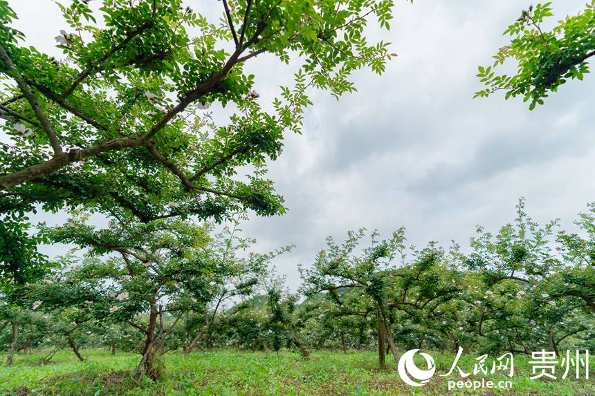 大壩村金刺梨種植基地內(nèi)的刺梨樹。人民網(wǎng) 涂敏攝