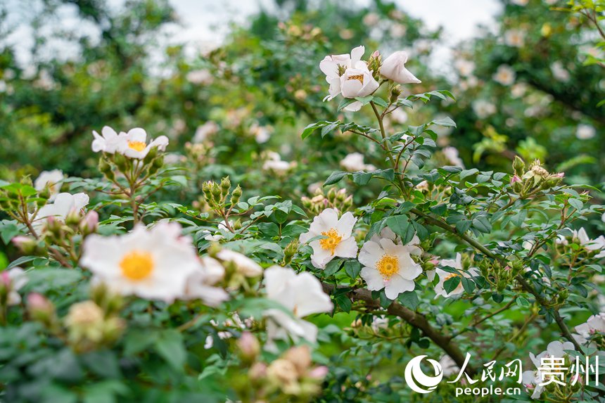 大壩村金刺梨種植基地內(nèi)盛開的刺梨花。人民網(wǎng) 涂敏攝