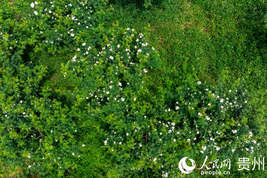 航拍逐漸盛開的刺梨花。人民網(wǎng) 涂敏攝