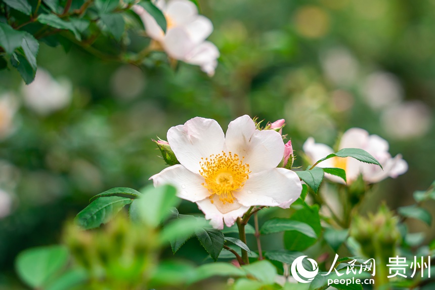 大壩村金刺梨種植基地內(nèi)盛開的刺梨花。人民網(wǎng) 涂敏攝