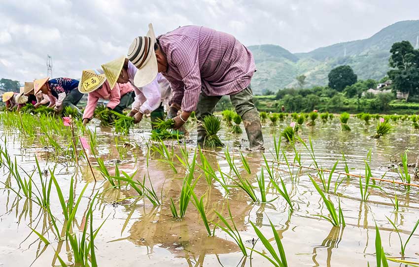 60000份水稻育種材料開始起秧栽插。施甸縣融媒體中心供圖