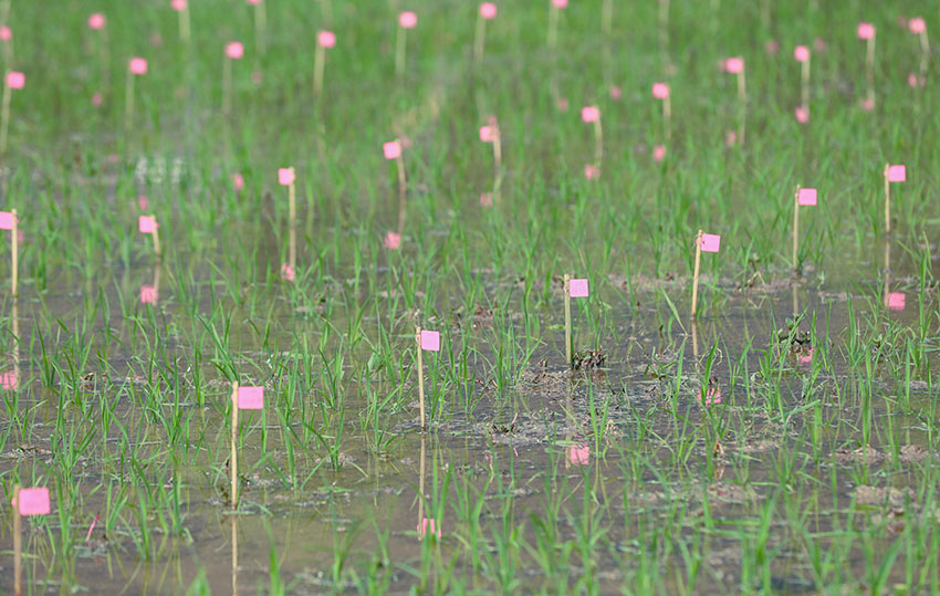 施甸縣水稻良種繁育基地是我國最大的兩用核不育系繁育基地。施甸縣融媒體中心供圖