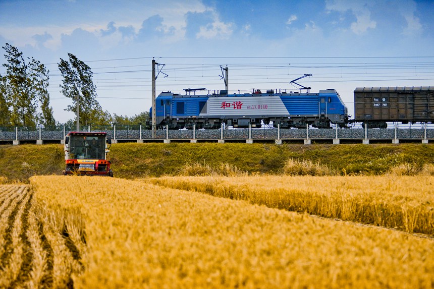 小麥?zhǔn)崭瞵F(xiàn)場。張中海攝