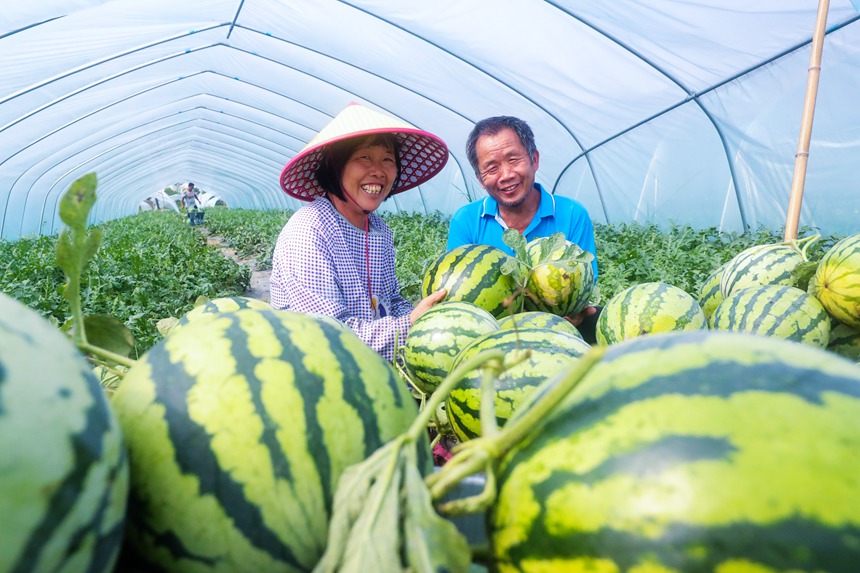 豐收的喜悅。謝萬柏攝