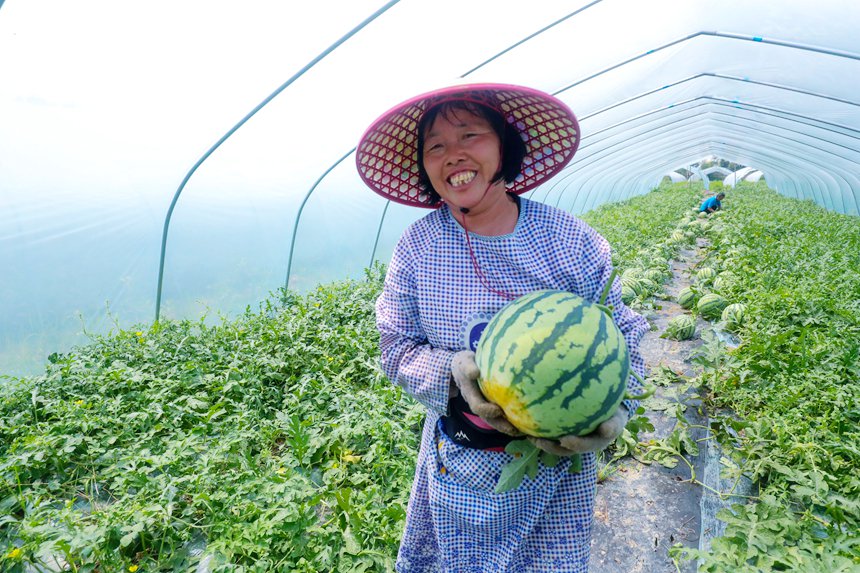 瓜農(nóng)正在采摘、運送西瓜。謝萬柏攝