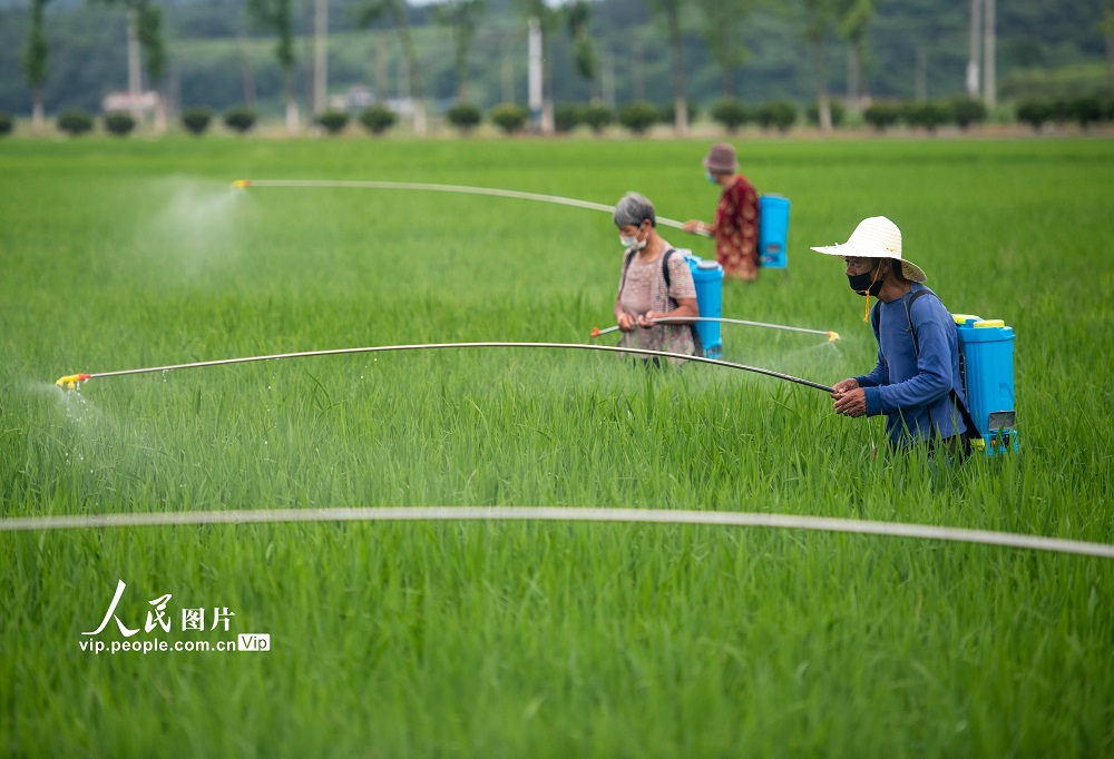 2022年6月14日，湖南省永州市道縣營(yíng)江街道崗下村，農(nóng)民在對(duì)水稻進(jìn)行病蟲(chóng)害防治。