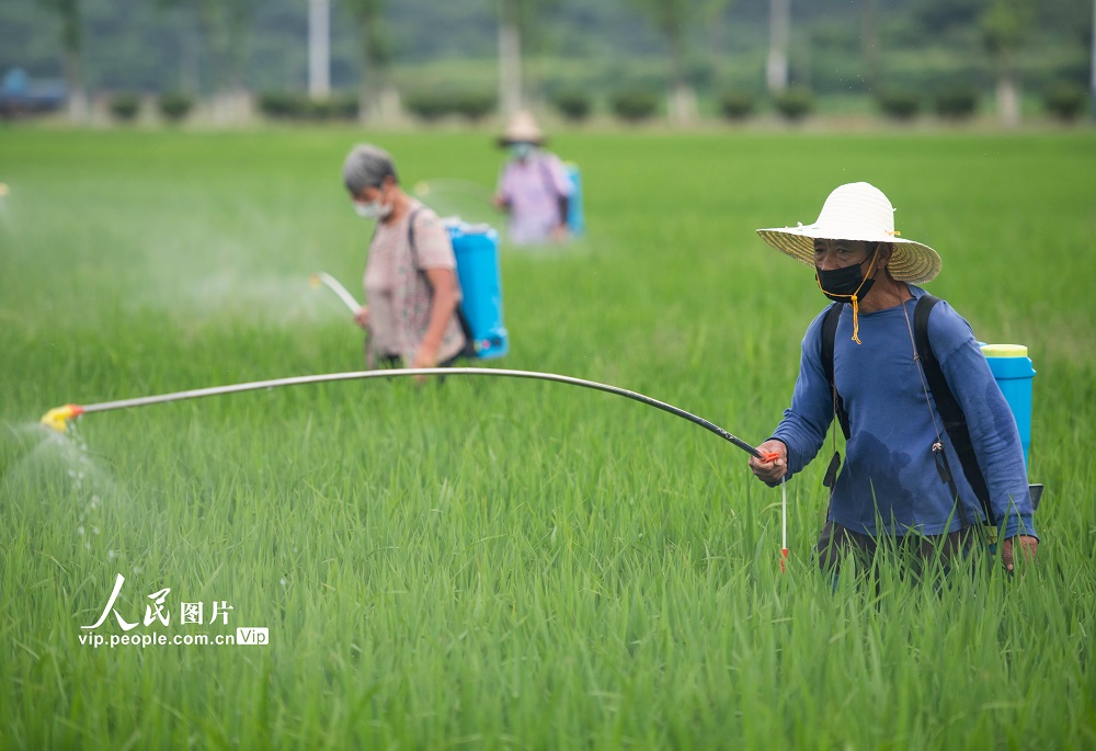 2022年6月14日，湖南省永州市道縣營江街道崗下村，農(nóng)民在對水稻進行病蟲害防治。