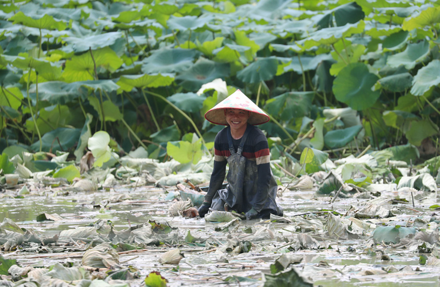 藕農(nóng)在淤泥里行進。