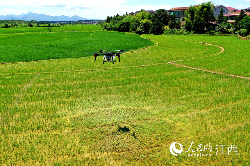 無(wú)人機(jī)正在稻田上空噴灑農(nóng)藥治蟲(chóng)。 人民網(wǎng) 時(shí)雨攝